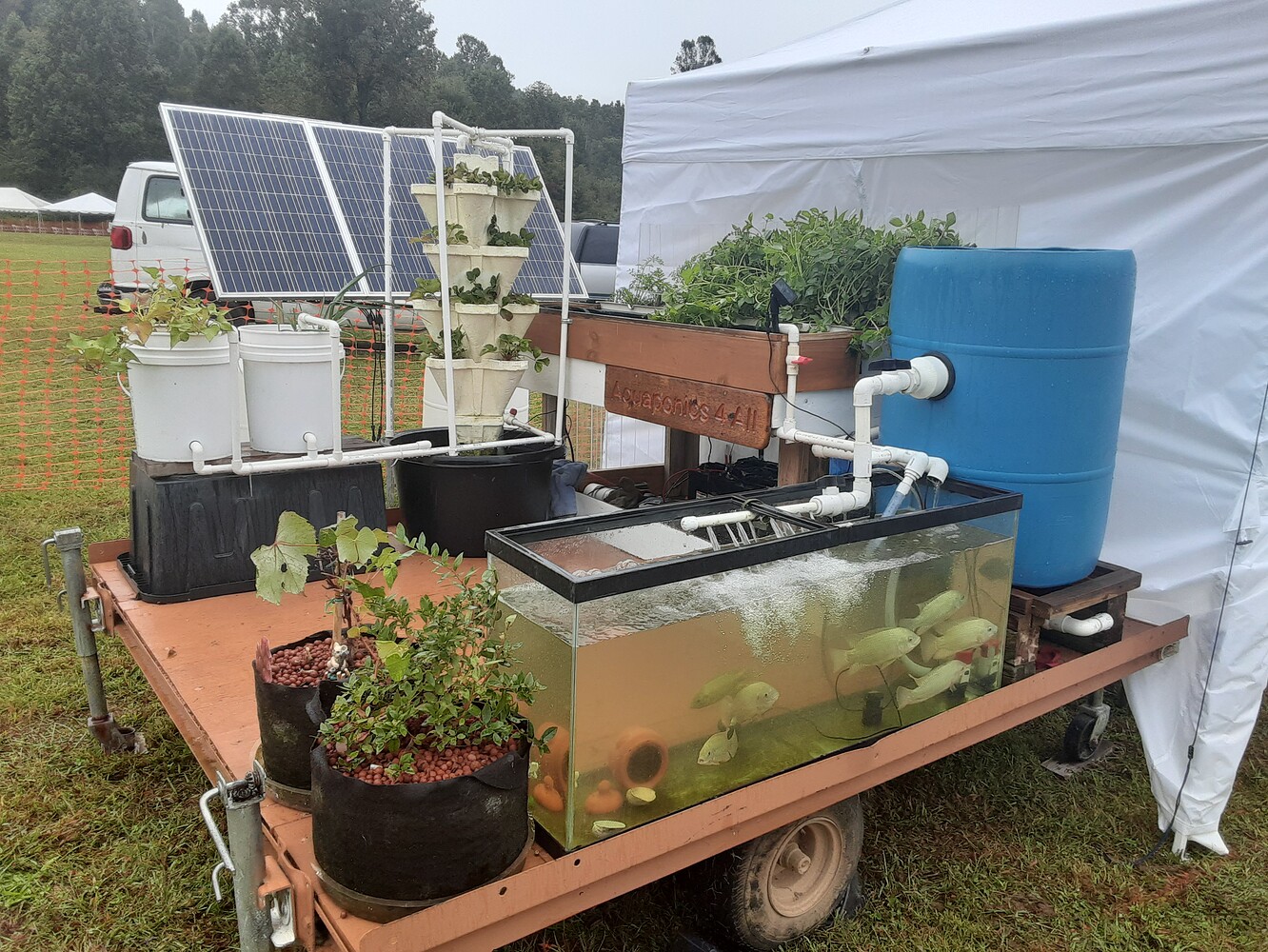 Breeding Tilapia and Crayfish The Aquaponics Association Community