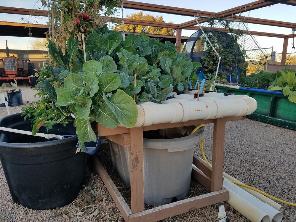 Prawns in deep water culture The Aquaponics Association Community